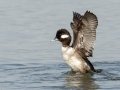 Bufflehead