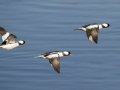 Bufflehead - Bolsa Chica Ecological Reserve