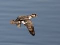 Bufflehead - Bolsa Chica Ecological Reserve