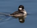 Bufflehead - Bolsa Chica Reserve Walk bridge, Orange County, California, 12/13/2017