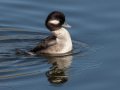 Bufflehead - Bolsa Chica Reserve Walk bridge, Orange County, California, 12/13/2017