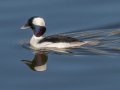 Bufflehead - Bolsa Chica Reserve Walk bridge, Orange County, California, 12/13/2017