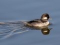 Bufflehead - Bolsa Chica Ecological Reserve