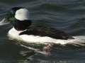 Bufflehead