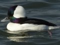 Bufflehead