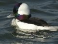 Bufflehead