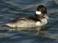 Bufflehead