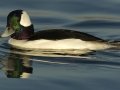 Bufflehead