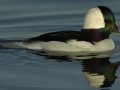 Bufflehead