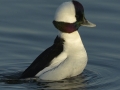 Bufflehead