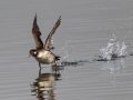 Bufflehead