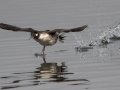 Bufflehead