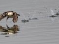 Bufflehead
