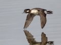 Bufflehead