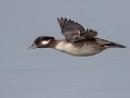 Bufflehead