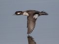 Bufflehead