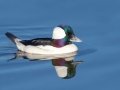 Bufflehead