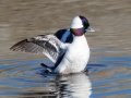 Bufflehead