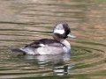 Bufflehead