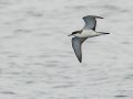 Buller's Shearwater - San Diego Pelagic, San Diego County, California, 6/14/2015