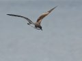Buller's Shearwater - San Diego Pelagic, San Diego County, California, 6/14/2015