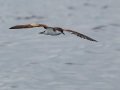 Buller's Shearwater - San Diego Pelagic, San Diego County, California, 6/14/2015