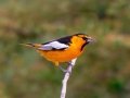 Bullock's Oriole