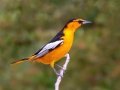 Bullock's Oriole