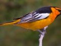 Bullock's Oriole