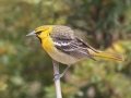 Bullock's Oriole