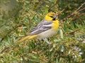 Bullock's Oriole
