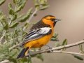 Bullock's Oriole