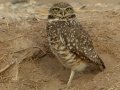 Burrowing Owl