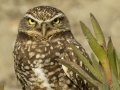 Burrowing Owl