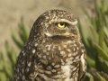 Burrowing Owl