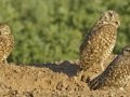 Burrowing Owl