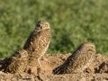 Burrowing Owl