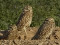 Burrowing Owl