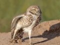 Burrowing Owl