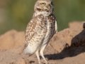 Burrowing Owl