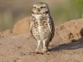 Burrowing Owl