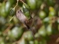 Bushtit