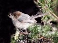 Bushtit