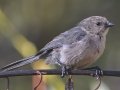 Bushtit