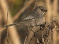 Bushtit