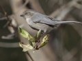 Bushtit