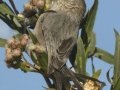 Bushtit