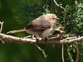 Bushtit