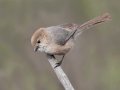 Bushtit