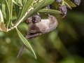 Bushtit - Dos Picos County Park